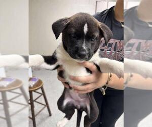 German Shepherd Dog-Unknown Mix Dogs for adoption in Pasadena, TX, USA