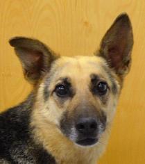 German Shepherd Dog Dogs for adoption in Danville, KY, USA