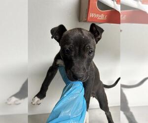 American Pit Bull Terrier-Unknown Mix Dogs for adoption in Bakersfield, CA, USA