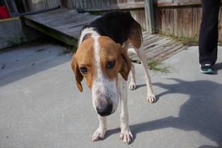 Mutt Dogs for adoption in Oxford, NC, USA