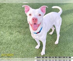 American Pit Bull Terrier-Unknown Mix Dogs for adoption in West Palm Beach, FL, USA