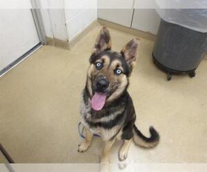 German Shepherd Dog Dogs for adoption in Santa Rosa, CA, USA