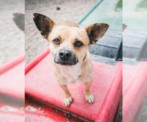 Chug Dogs for adoption in El Cajon, CA, USA