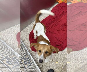 Mutt Dogs for adoption in Martinsburg, WV, USA