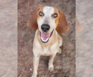 American Foxhound Dogs for adoption in Green Cove Springs, FL, USA