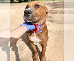 Rhodesian Ridgeback Dogs for adoption in Houston, TX, USA