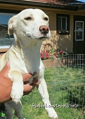 Pembroke Welsh Corgi Dogs for adoption in Littleton, CO, USA