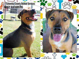 Shepweiller Dogs for adoption in Grovetown, GA, USA