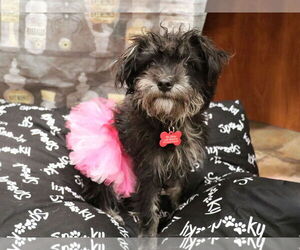 Chihuahua-Unknown Mix Dogs for adoption in Victorville, CA, USA