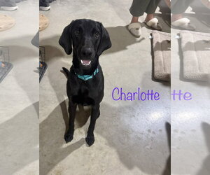 Labrador Retriever-Unknown Mix Dogs for adoption in Oakhurst, NJ, USA