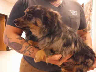 Dachshund Dogs for adoption in Oroville, CA, USA