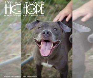 American Staffordshire Terrier Dogs for adoption in Alton, IL, USA