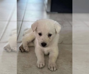 Great Pyrenees-Huskies  Mix Dogs for adoption in Princeton, MN, USA