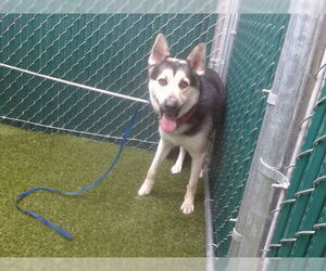 German Shepherd Dog Dogs for adoption in Downey, CA, USA