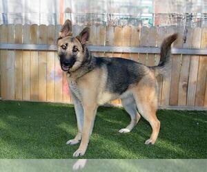 German Shepherd Dog Dogs for adoption in West Valley, UT, USA