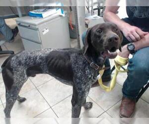 German Shorthaired Pointer Dogs for adoption in Houston, TX, USA