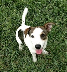 Medium Photo #1 Jack Russell Terrier-Unknown Mix Puppy For Sale in Missouri City, TX, USA