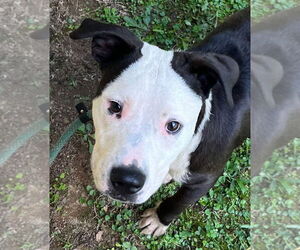 American Pit Bull Terrier Dogs for adoption in Tarboro, NC, USA