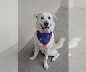 Siberian Husky-Unknown Mix Dogs for adoption in McKinney, TX, USA