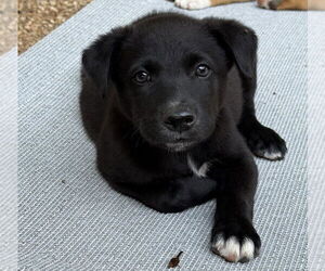 Border Collie-Unknown Mix Dogs for adoption in Bolivar, MO, USA