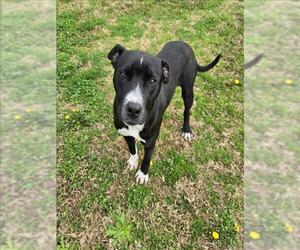 American Pit Bull Terrier-Unknown Mix Dogs for adoption in Grovetown, GA, USA