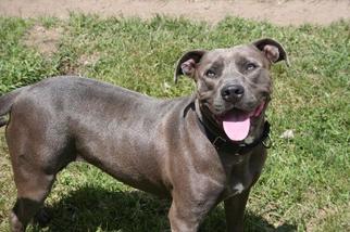 American Pit Bull Terrier Dogs for adoption in Bemidji, MN, USA