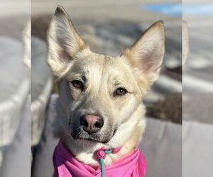 Siberian Husky-Unknown Mix Dogs for adoption in Canton, CT, USA