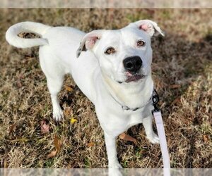 Small American Pit Bull Terrier Mix