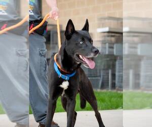 German Shepherd Dog-Huskies Mix Dogs for adoption in Derwood, MD, USA