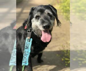 Irish Wolfhound-Labrador Retriever Mix Dogs for adoption in San Diego, CA, USA