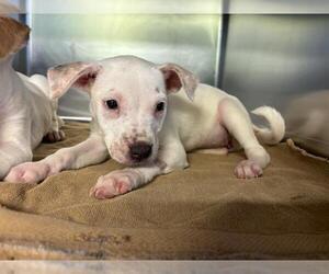 American Staffordshire Terrier-Unknown Mix Dogs for adoption in Grand Prairie, TX, USA