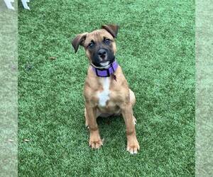 American Pit Bull Terrier Dogs for adoption in Newfield, NJ, USA