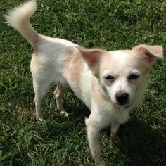 Chihuahua Dogs for adoption in Woodstock, IL, USA