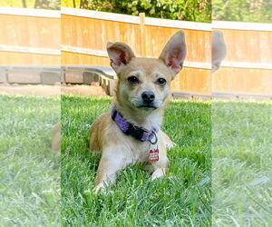 Chihuahua-Unknown Mix Dogs for adoption in Holly Springs, NC, USA