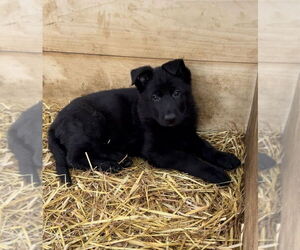 German Shepherd Dog Dogs for adoption in Brewster, NY, USA