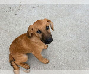 Redbone Coonhound-Unknown Mix Dogs for adoption in Tulsa, OK, USA