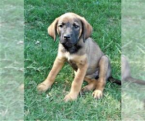 Black Mouth Cur-Labrador Retriever Mix Dogs for adoption in Benton, AR, USA