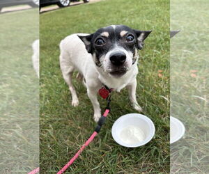 Rat Terrier Dogs for adoption in New London, WI, USA