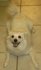 American Eskimo Dog Dogs for adoption in Commerce, GA, USA