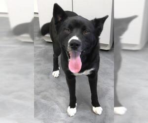 Labrador Retriever-Unknown Mix Dogs for adoption in Thief River Falls, MN, USA