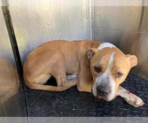 American Pit Bull Terrier-Unknown Mix Dogs for adoption in Rancho Cucamonga, CA, USA