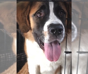 Saint Bernard Dogs for adoption in Evergreen, CO, USA