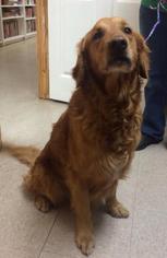 Golden Retriever Dogs for adoption in Bauxite, AR, USA