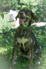 Plott Hound-Unknown Mix Dogs for adoption in Rowayton, CT, USA