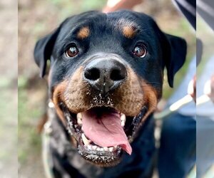 Rottweiler Dogs for adoption in Canton, CT, USA