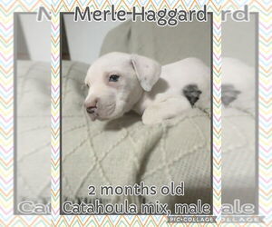 American Pit Bull Terrier-Catahoula Leopard Dog Mix Dogs for adoption in Jacksonville, NC, USA