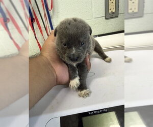 Labrador Retriever-Unknown Mix Dogs for adoption in Corpus Christi, TX, USA