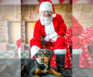 Rottweiler-Unknown Mix Dogs for adoption in Rockwall, TX, USA