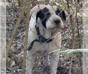 Chow Chow-Unknown Mix Dogs for adoption in Ocala, FL, USA