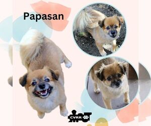 Pominese Dogs for adoption in Lindsay, CA, USA